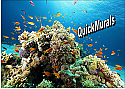 Coral Reef Peel and Stick Canvas Wall Mural